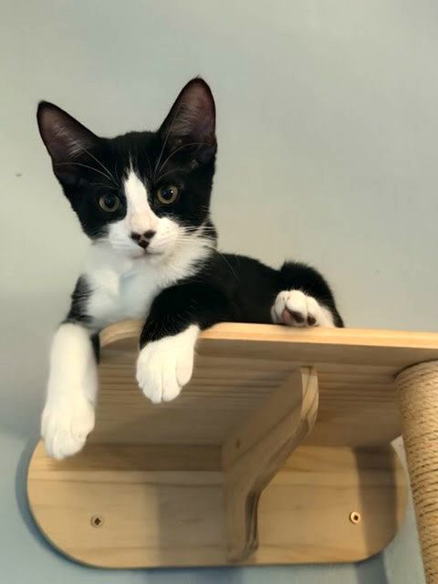 Onxy, a cat for adoption from Stray No More