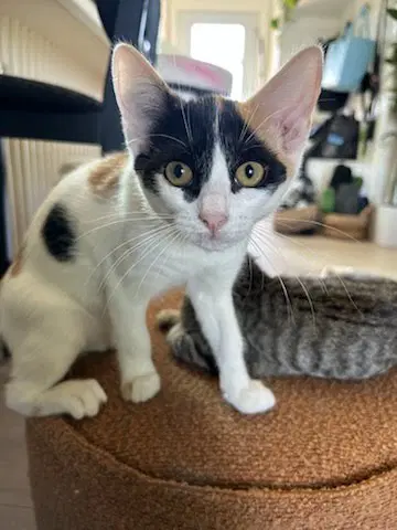 Opal - Domestic Short Hair