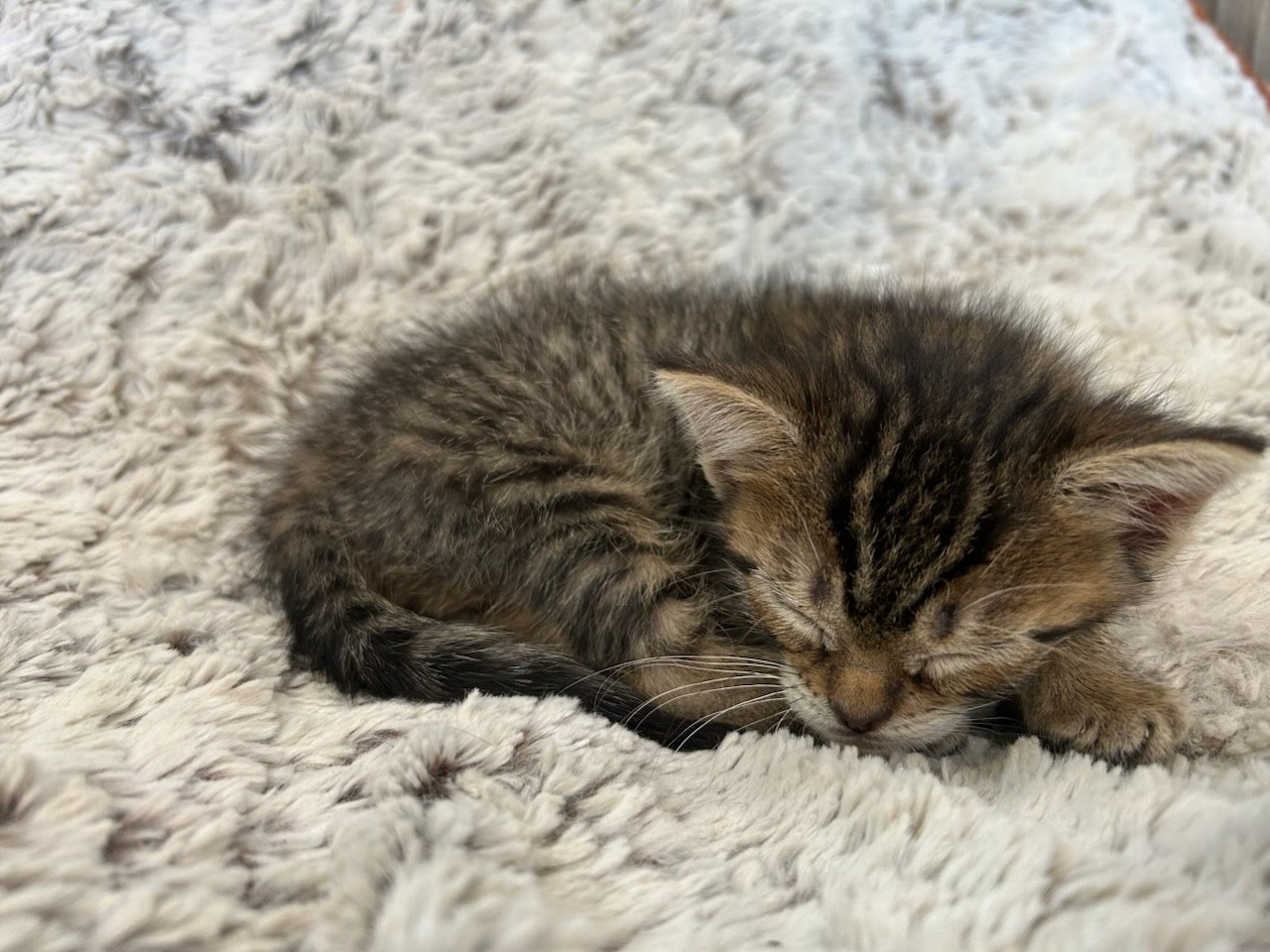 Niccolite (Nico), photo 5