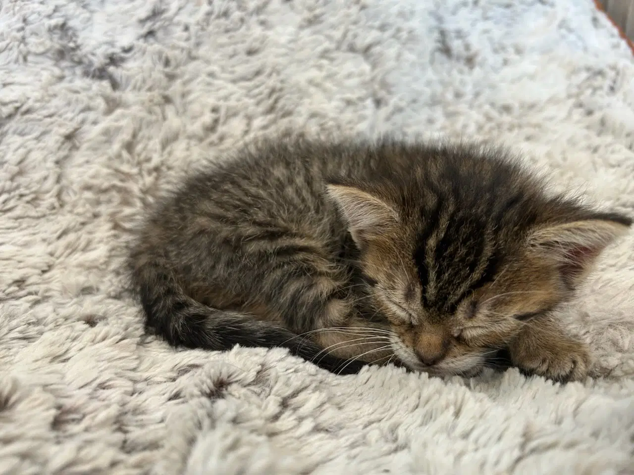 Niolitte Nico - Domestic Short Hair