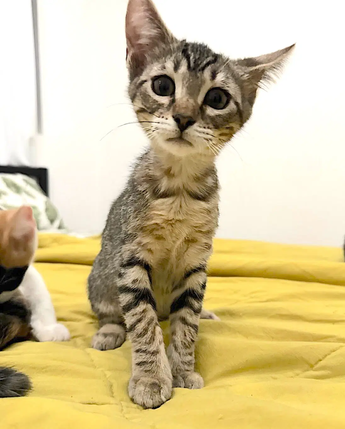 Niccolite Nico - Domestic Short Hair