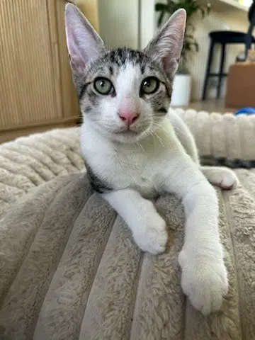 Sammy - Domestic Short Hair