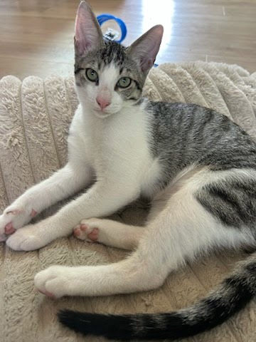 Photo 2 of Sammy