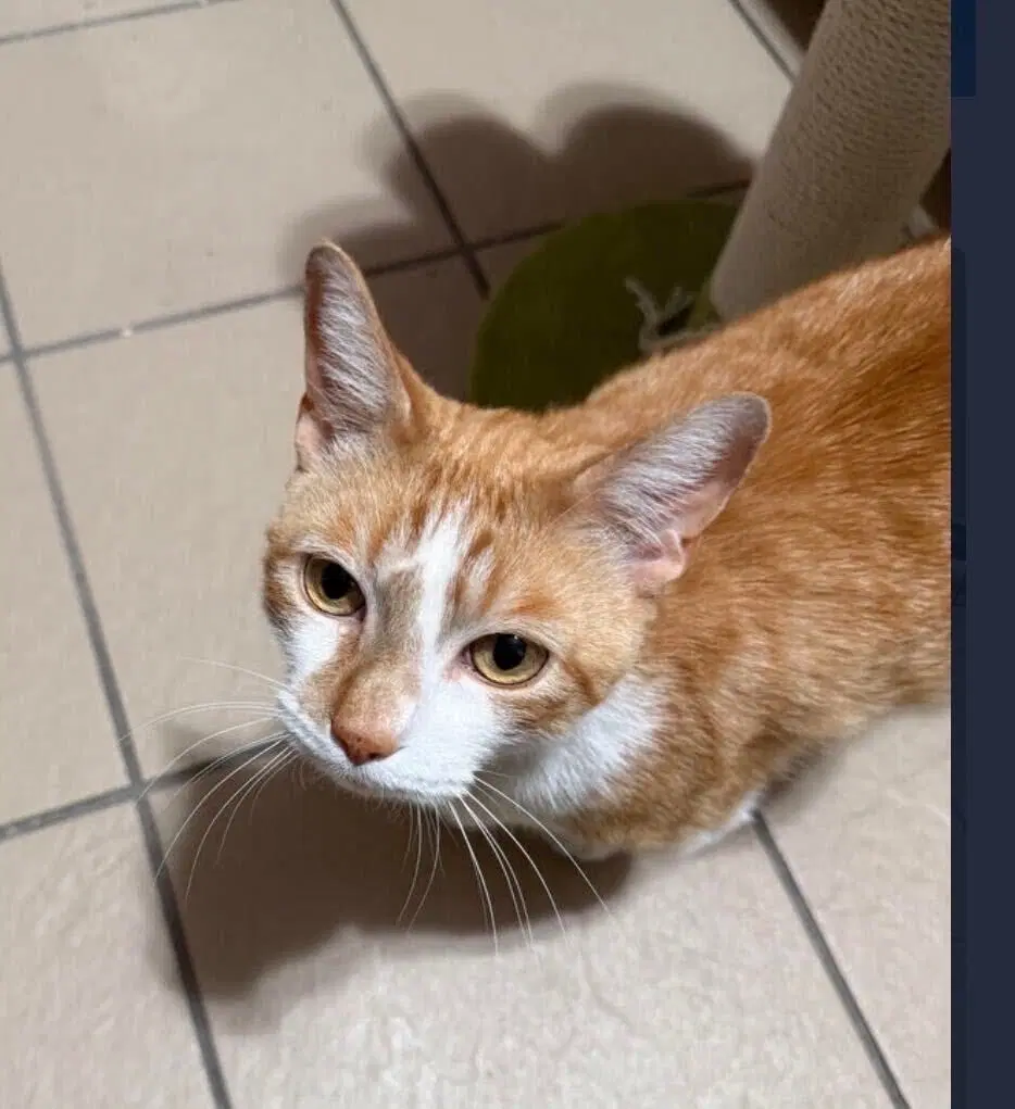 Pisoi - Domestic Short Hair