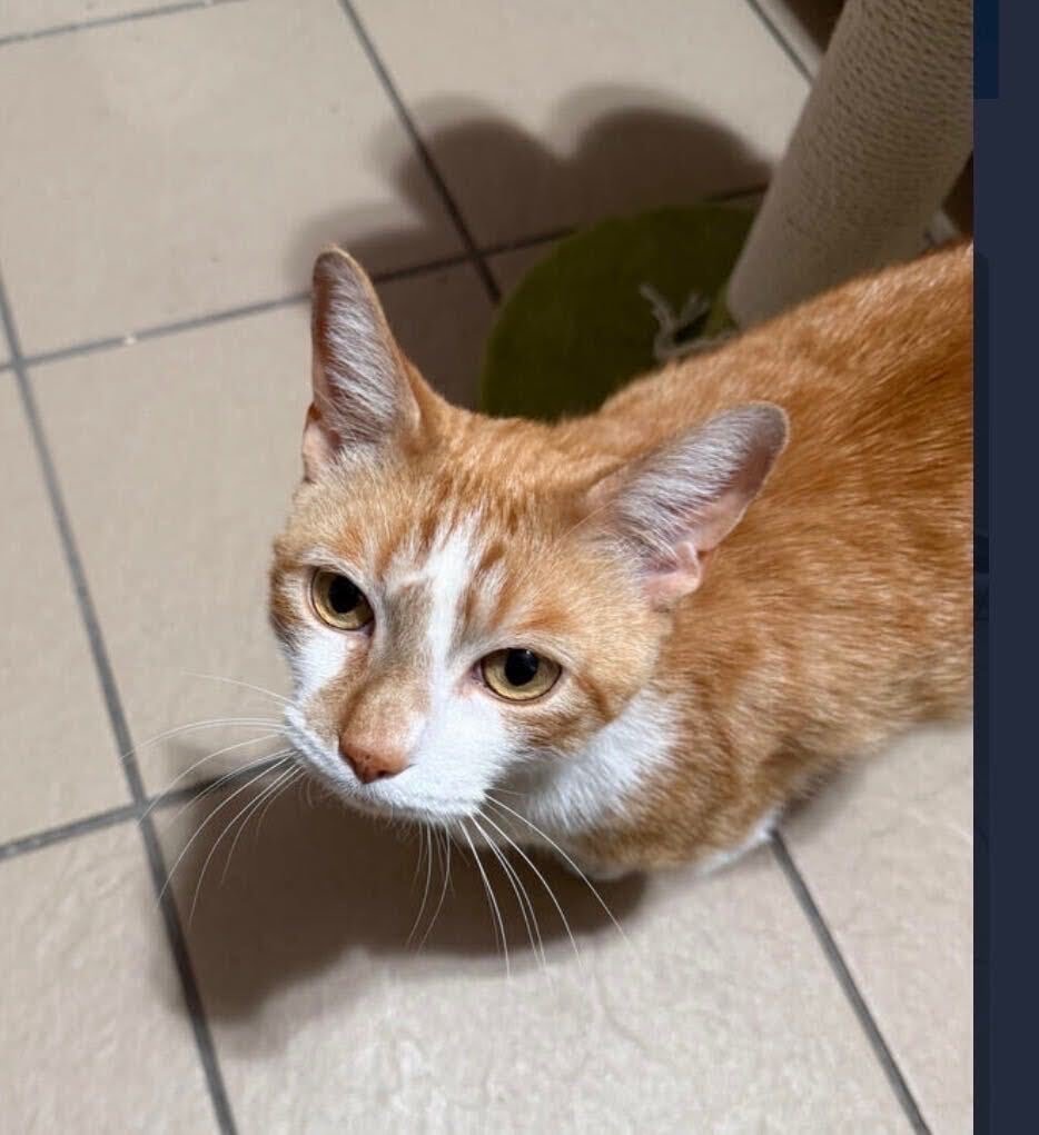 Pisoi