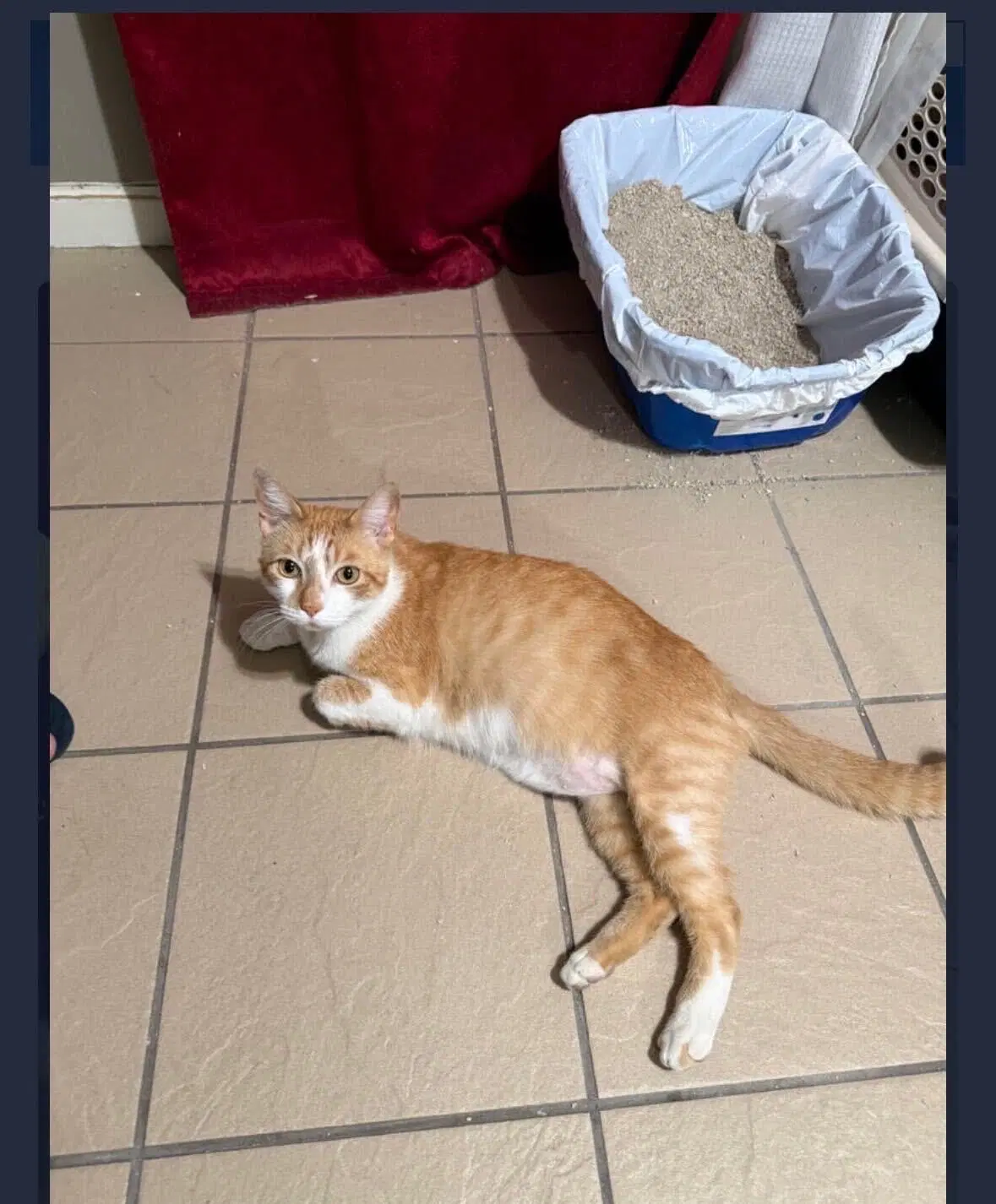 Pisoi image 2