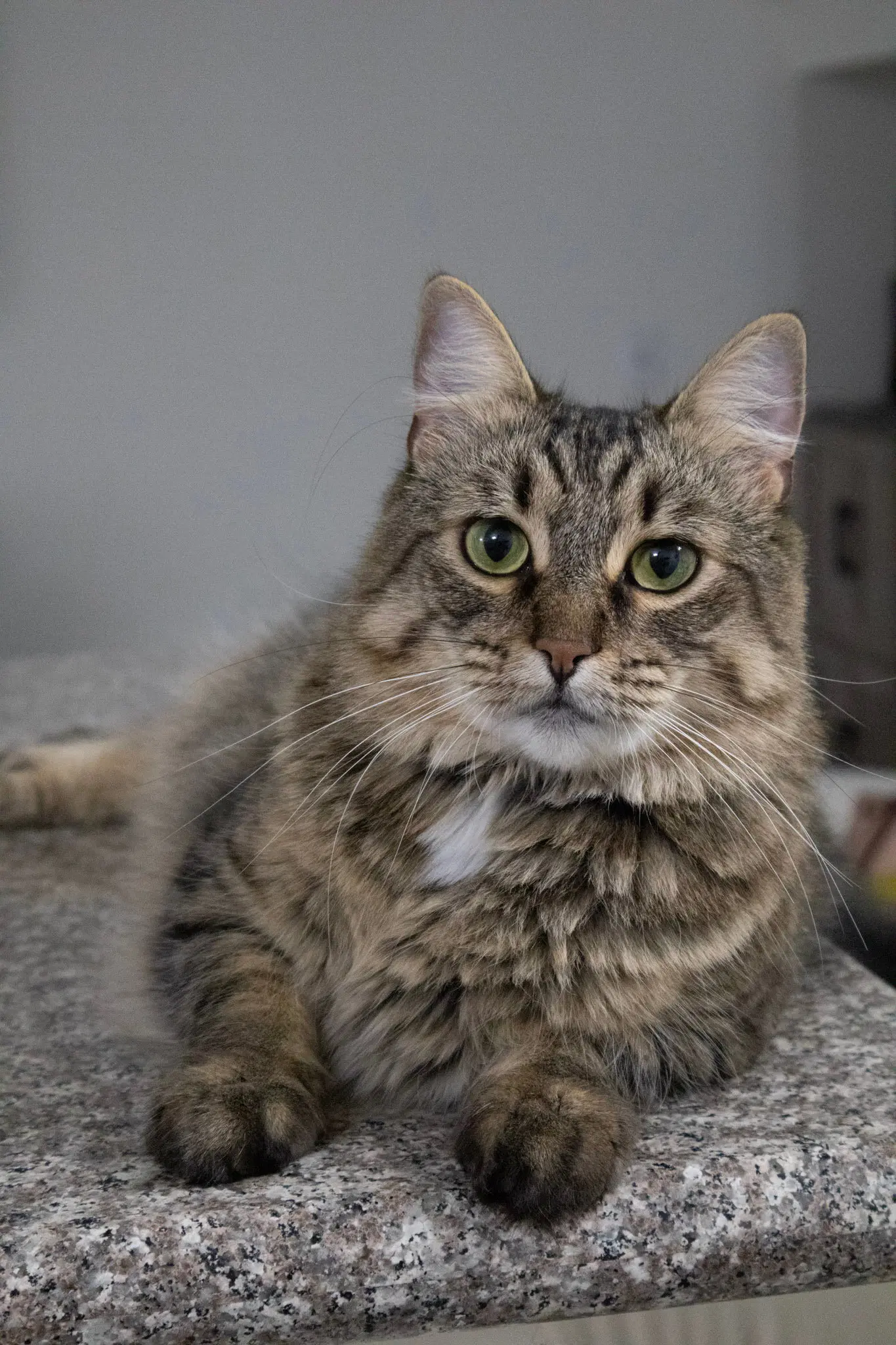 Carmen - Domestic Medium Hair