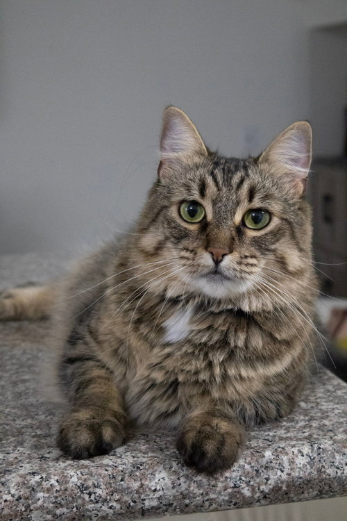 Carmen, a cat for adoption from Stray No More