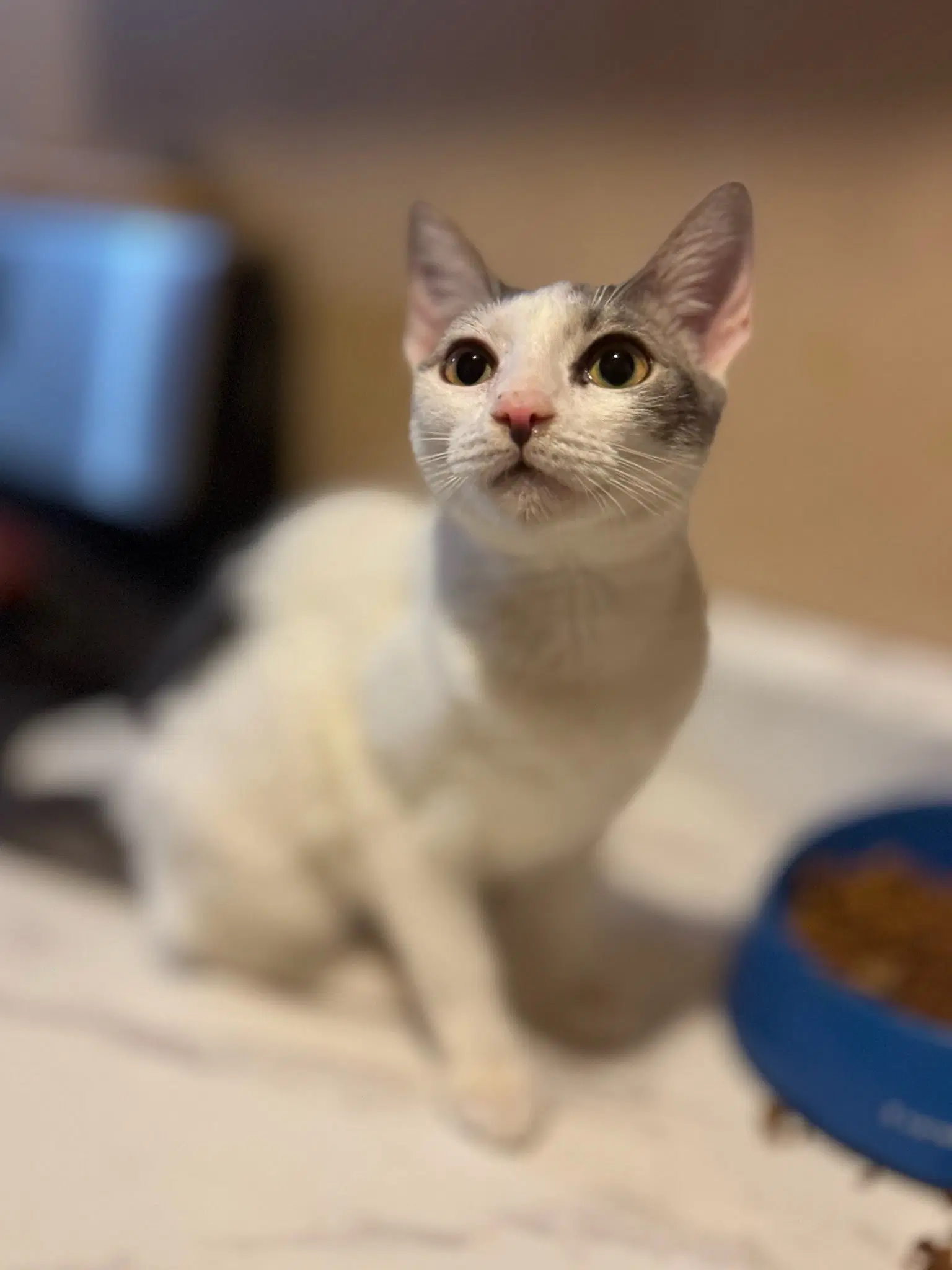Rosy - Domestic Short Hair