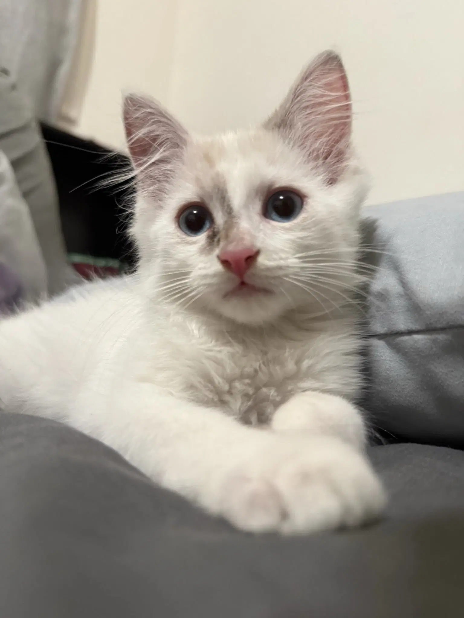 Mallow Marsh - Siamese