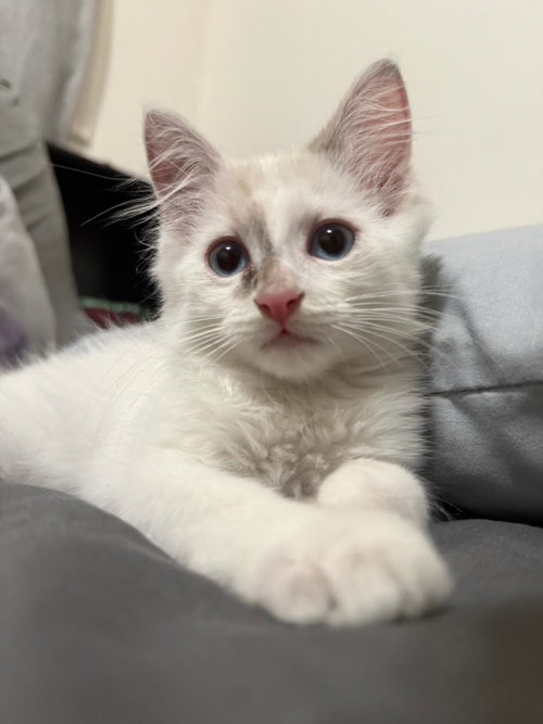 Mallow Marsh, a cat for adoption from Stray No More