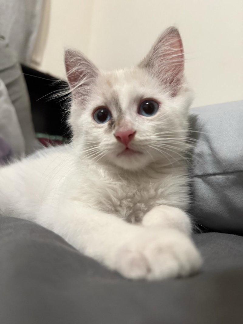 Mallow Marsh, a Siamese kitten up for adoption