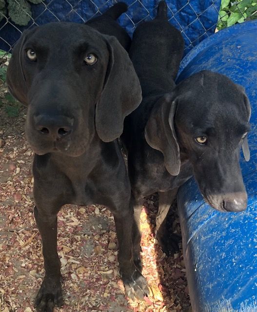 Dog for Adoption Cleo, a Weimaraner in Corning, AR Alpha Paw