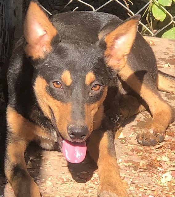 Dog for Adoption Wiggles, a German Shepherd Dog in Jonesboro, AR