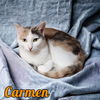 adoptable Cat in linton, IN named Carmen