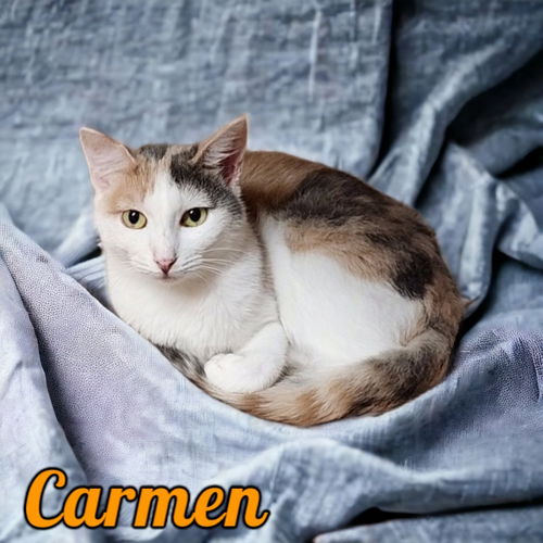 picture of the cat needing adoption