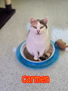 Carmen - Photo 2
