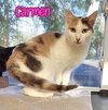 Carmen - Photo 3