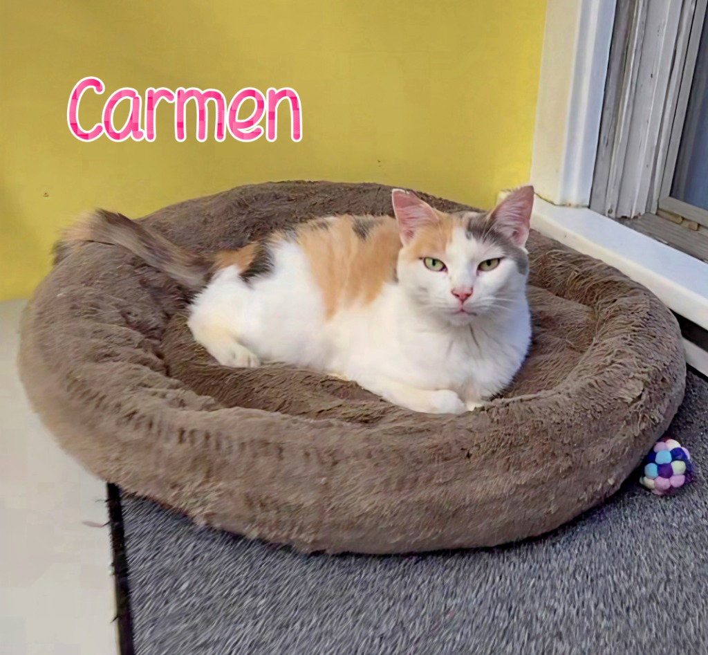 Carmen, photo 2