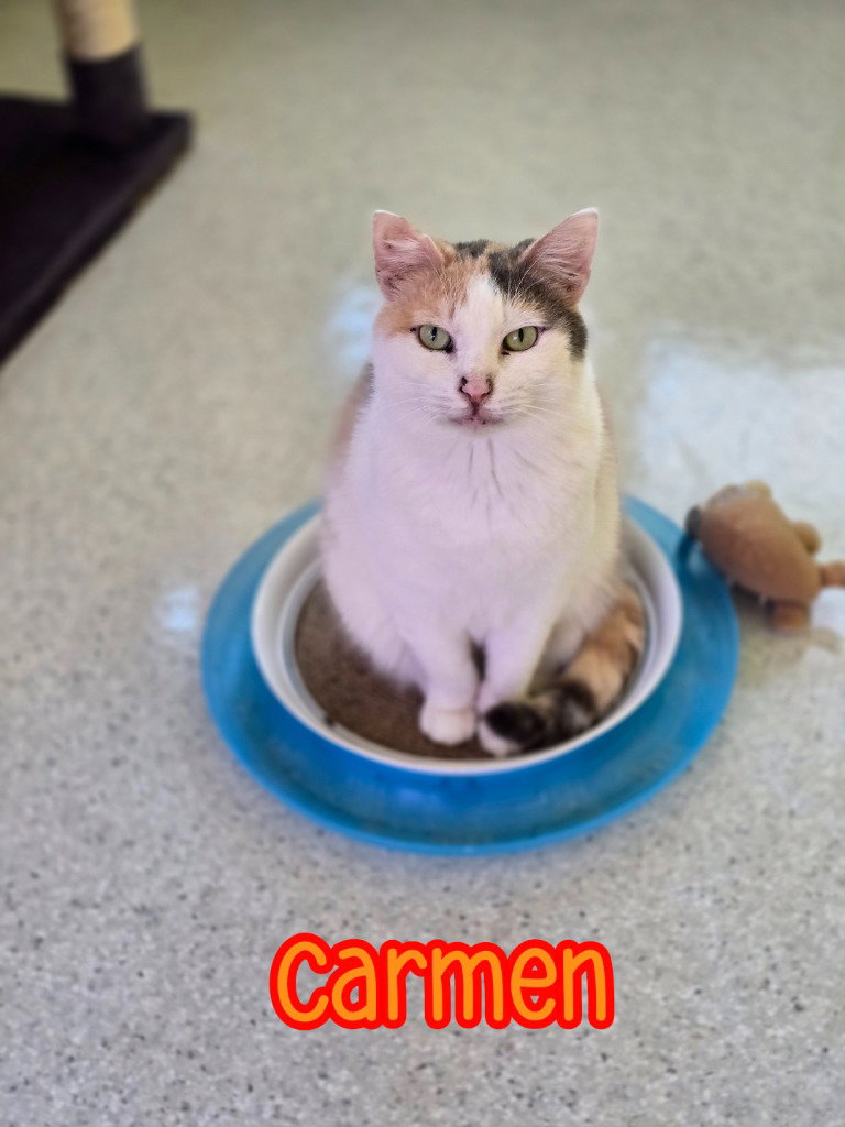 Carmen, photo 3