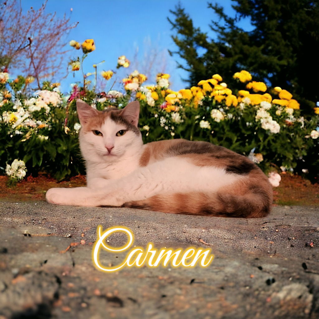 adoptable Cat in Port Clinton, OH named Carmen