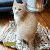 adoptable Cat in linton, IN named Cassius