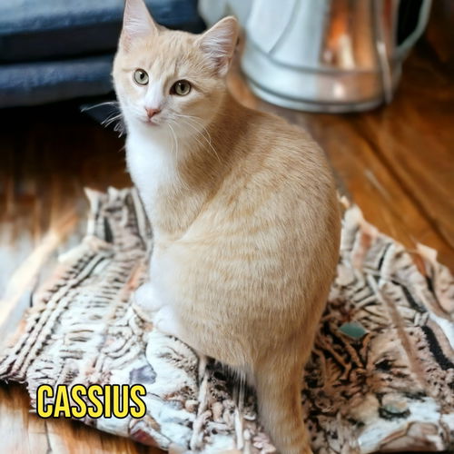 picture of the cat needing adoption