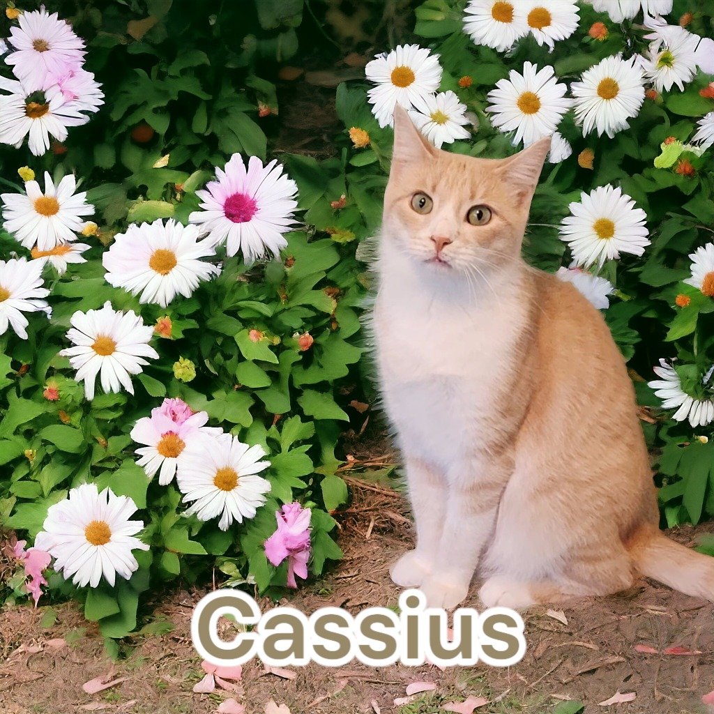 adoptable Cat in Port Clinton, OH named Cassius