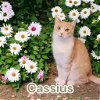 adoptable Cat in  named Cassius