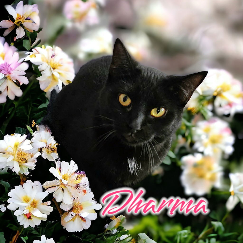 adoptable Cat in Port Clinton, OH named Dharma