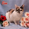 adoptable Cat in port clinton, OH named Eva