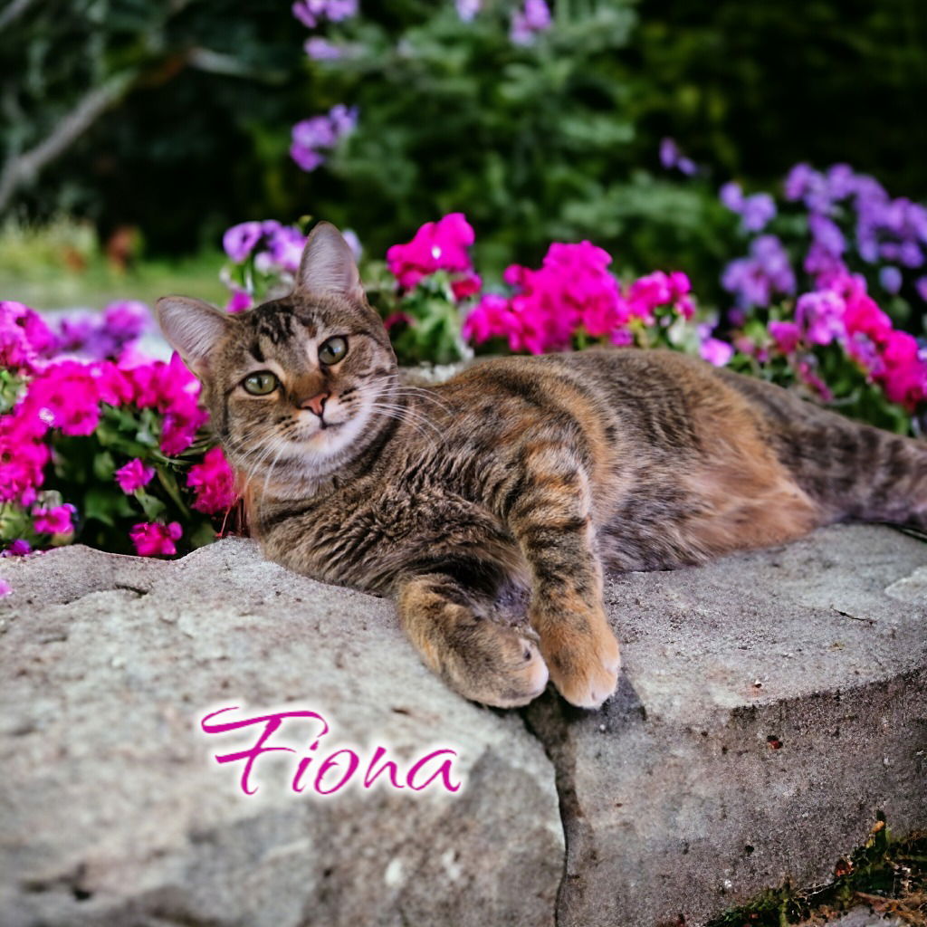 adoptable Cat in Port Clinton, OH named Fiona