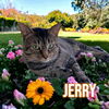 adoptable Cat in Port Clinton, OH named Jerry