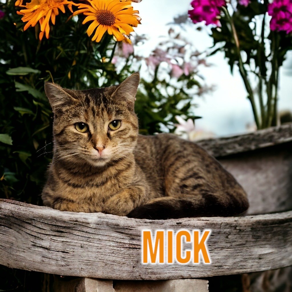 adoptable Cat in Port Clinton, OH named Mick (Fleetwood)