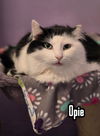 adoptable Cat in linton, IN named Opie (Bay Bridge #18)