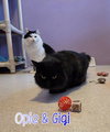 Opie (Bay Bridge #18) - Photo 2