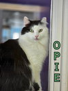 Opie (Bay Bridge #18) - Photo 3