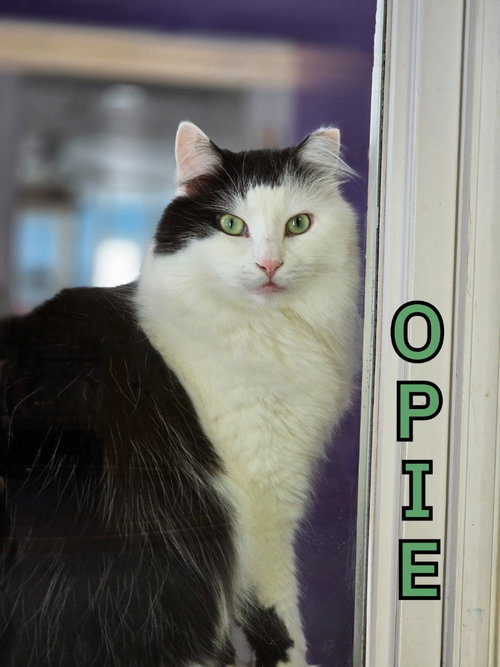 Photo 3 of Opie (Bay Bridge #18)