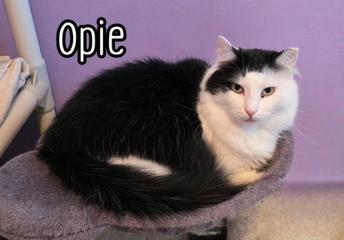 Photo 4 of Opie (Bay Bridge #18)