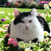 adoptable Cat in  named Opie (Bay Bridge #18)