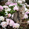 adoptable Cat in Linton, IN named Regan