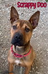 adoptable Dog in linton, IN named Scrappy Doo