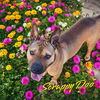 adoptable Dog in  named Scrappy Doo