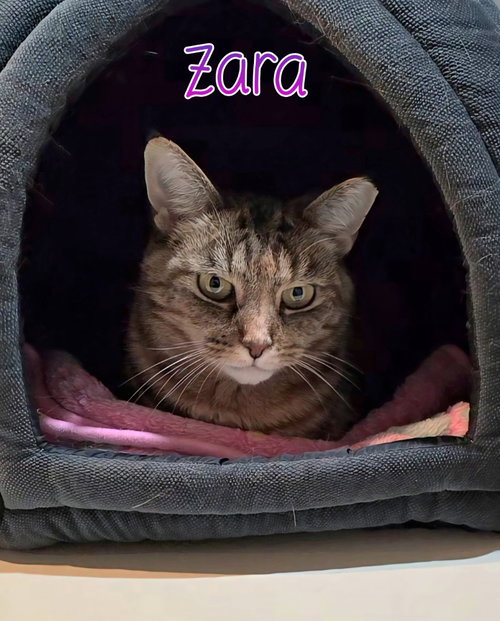 ZARA - Domestic Short Hair available for adoption