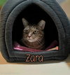 Zara - Photo 3