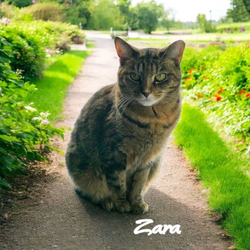 Zara, an adoptable Domestic Short Hair in Port Clinton, OH
