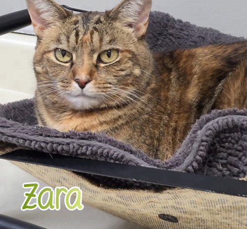 Photo 2 of Zara