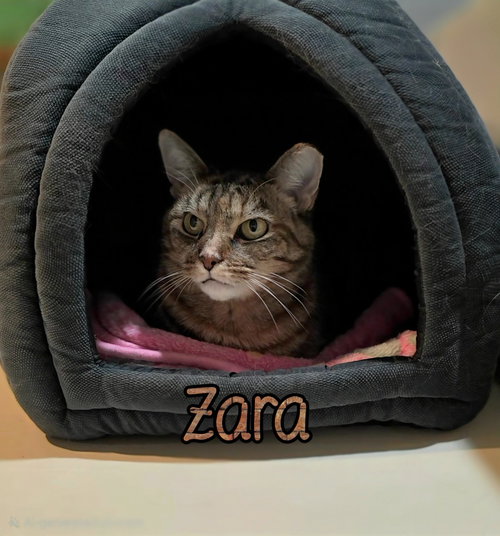 Photo 4 of Zara