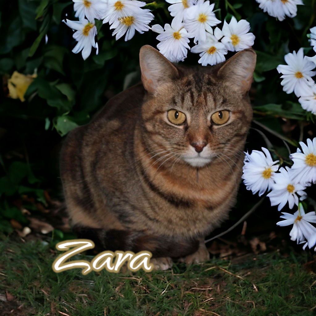 adoptable Cat in Port Clinton, OH named Zara