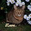 adoptable Cat in Port Clinton, OH named Zara